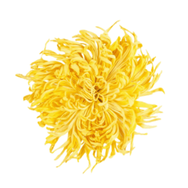 Premium Chrysanthemum Flower